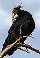 Northern bald ibis