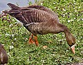 Greater White-fronted Goose