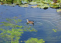 Adult swimming in a pond in central Chile.