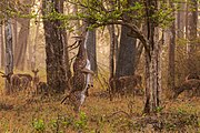 A Chital (Axis axis) stag attempts to browse in the Nagarhole National Park in a region covered by a moderately dense[b] dry deciduous teak forest.[1]