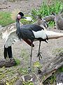 Black-crowned Crane (Balearica pavonina)