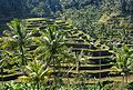 Image 67Example of rice terraces in Indonesia (from History of Indonesia)