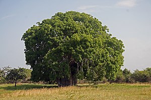 Baobab, Adansonia digitata