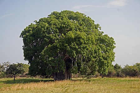 Adansonia digitata, by Muhammad Mahdi Karim