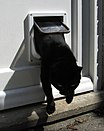 Cat emerging from a cat flap