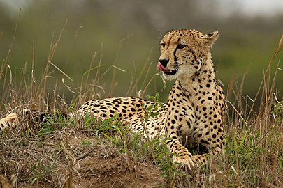 Cheetah Acinonyx jubatus ♀ South Africa