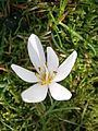 Colchicum hungaricum close-up