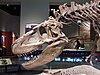 Daspletosaurus skeleton at the Field Museum in Chicago.