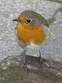 Robin (Erithacus rubecula), Inversnaid, Scotland