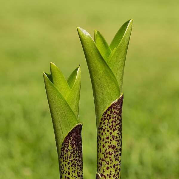 图为凤梨百合（Eucomis），上方苞片由漂亮的班点色茎发展而成。由16张照片叠焦而成。