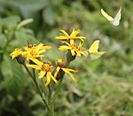 on Ligularia dentata, Mount Ibuki, Shiga prefecture, Japan.