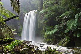 Hopetoun Falls, beech forest, near Great Otway National Park, Victoria.