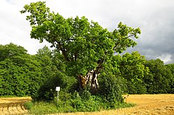 Kägi-Jaani oak in Kavandi