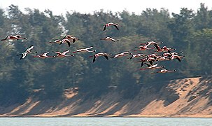 Lesser Flamingos, Phoenicopterus minor