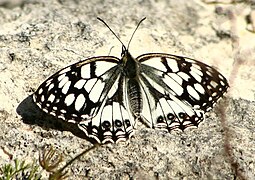 西方白眼蝶 Melanargia occitanica