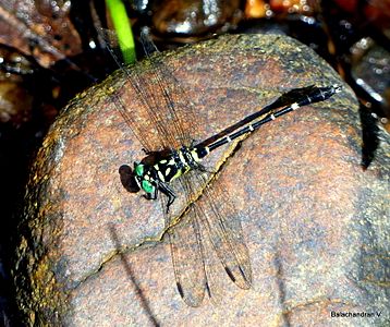 Microgomphus souteri male