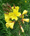 Oenothera elata