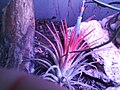 Tillandsia ionantha in bloom