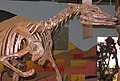Thescelosaurus skeleton.jpg