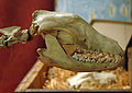 Thylacine skull.jpg