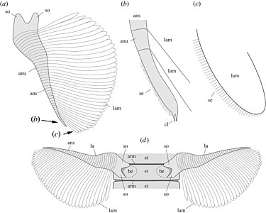 Post-cephalothorax appendages in side on view (a) with close-up of the tip of the appendage (b) and closeup of the lamellae (c), and a view from below of a sternite with attached appendages