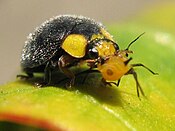 Ladybird eating an aphid