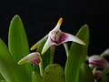 Masdevallia (Masdevallia) sect. Minutae: Masdevallia wendlandiana