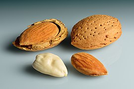 Almonds - in shell, shell cracked open, shelled, blanched