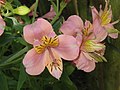 Alstroemeria ligtu cultivar close-up