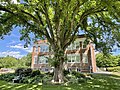 American elm tree in Sunderland, Massachusetts (June 2022)