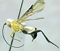 Disophrini - Coccygidium sp.