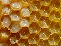蜜蜂的蜂巢，内有虫卵和幼虫