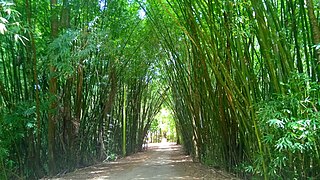 Entryway to Guajataka Scout Reservation among the bamboo forest
