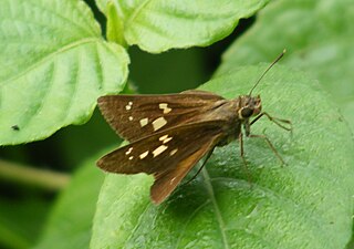 Dorsal view