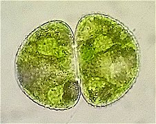 Cosmarium, a genus of freshwater green algae from which the land plants emerged.[6][7]