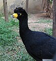 Eastern black curassow (C. a. alector) Note light bill. Cere is orange-red in western subspecies.