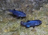 Devils Hole pupfish males