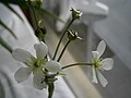 Dionaea muscipula - last flowers