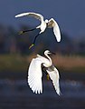 Image 14Egrets are herons which have white or buff plumage, and develop fine plumes (usually milky white) during the breeding season.. The pictured specimens were photographed at Sundarbans East Wildlife Sanctuary, Bagerhat. Photo Credit: Md shahanshah bappy