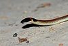 A red-naped snake