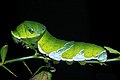 Great mormon larva