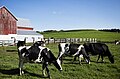 Image 9Dairy cows at a Wisconsin dairy farm (from Wisconsin)