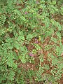 Unidentified Indigofera