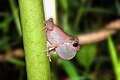 Kani bush frog