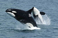 Two Orcas near Unimak Island, eastern Aleutian Islands, Alaska