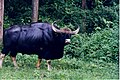 The gaur the largest extant bovine, is native to parts of South Asia and most of Southeast Asia.