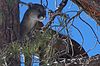 A mountain lion in the Cibola National Forest. Photo: US Forest Service.