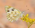 银青云粉蝶 Pontia glauconome