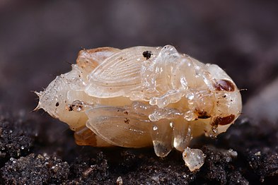 P. chrysocephala pupa