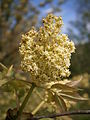 Sambucus racemosa